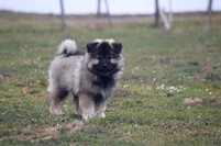 FLORRYS Ejmi-Lu vlč&iacute; &scaron;pic / keeshond