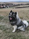 FLORRYS Ejmi-Lu vlč&iacute; &scaron;pic / keeshond