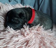 GABBI Ejmi-Lu vlč&iacute; &scaron;pic / keeshond