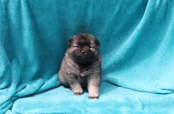 GABBI Ejmi-Lu vlč&iacute; &scaron;pic / keeshond
