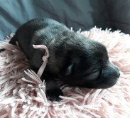 GILL Ejmi-Lu vlč&iacute; &scaron;pic / keeshond