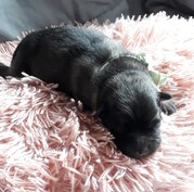 GINNY Ejmi-Lu vlč&iacute; &scaron;pic / keeshond