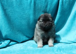 GINNY Ejmi-Lu vlč&iacute; &scaron;pic / keeshond