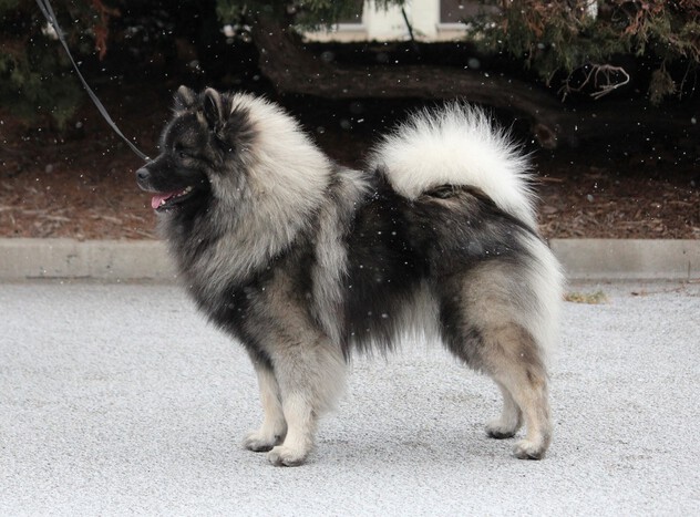Ejmi-Lu Německ&yacute; &scaron;pic vlč&iacute; / Keeshond