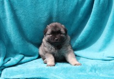 GOLDIE Ejmi-Lu vlč&iacute; &scaron;pic / keeshond