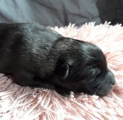 GOLDIES Ejmi-Lu vlč&iacute; &scaron;pic / keeshond