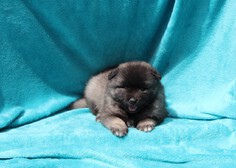 GOLDIES Ejmi-Lu vlč&iacute; &scaron;pic / keeshond