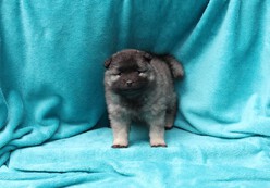 GOTTY Ejmi-Lu vlč&iacute; &scaron;pic / keeshond