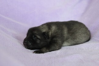Ejmi-Lu Německ&yacute; &scaron;pic vlč&iacute; / Keeshond