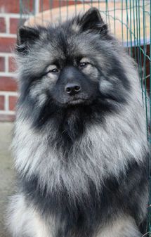 Ejmi-Lu Německ&yacute; &scaron;pic vlč&iacute; / Keeshond