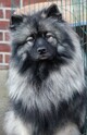HONNEY Ejmi-Lu Německ&yacute; &scaron;pic vlč&iacute; / Keeshond