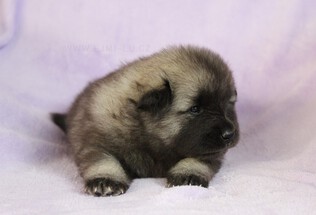 Ejmi-Lu Německ&yacute; &scaron;pic vlč&iacute; / Keeshond