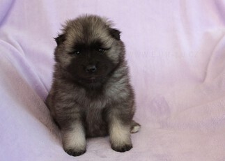 Ejmi-Lu Německ&yacute; &scaron;pic vlč&iacute; / Keeshond