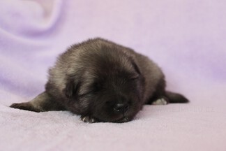 Ejmi-Lu Německ&yacute; &scaron;pic vlč&iacute; / Keeshond