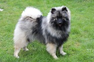 HONNEY Ejmi-Lu Německ&yacute; &scaron;pic vlč&iacute; / Keeshond