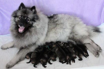 Ejmi-Lu Německ&yacute; &scaron;pic vlč&iacute; / Keeshond