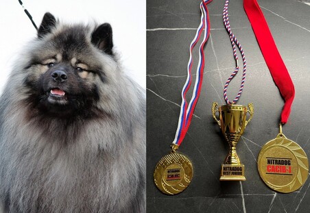 INNYS Ejmi-Lu Německ&yacute; &scaron;pic vlč&iacute; / Keeshond