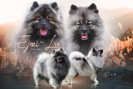Německ&yacute; &scaron;pic vlč&iacute; / Keeshond &scaron;těň&aacute;tka