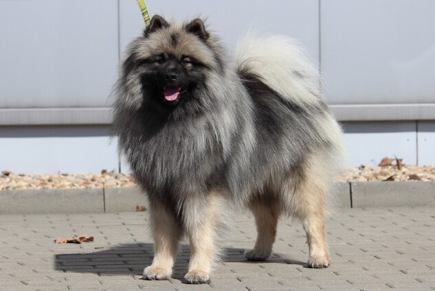 KESSYS Ejmi-Lu Německ&yacute; &scaron;pic vlč&iacute; / Keeshond