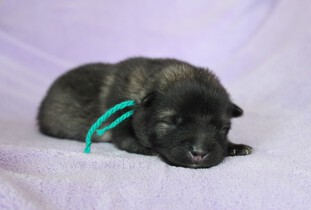 Ejmi-Lu Německ&yacute; &scaron;pic vlč&iacute; / Keeshond