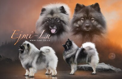 Ejmi-Lu Německ&yacute; &scaron;pic vlč&iacute; / Keeshond