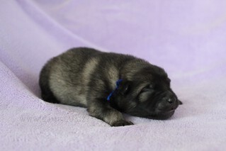 Ejmi-Lu Německ&yacute; &scaron;pic vlč&iacute; / Keeshond