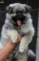 BELLYS Ejmi-Lu Německ&yacute; &scaron;pic vlč&iacute; / Keeshond