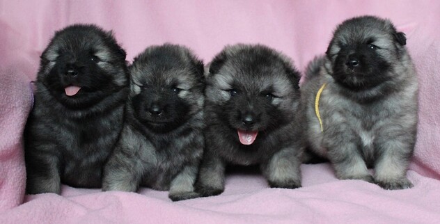 Ejmi-Lu Německ&yacute; &scaron;pic vlč&iacute; / Keeshond