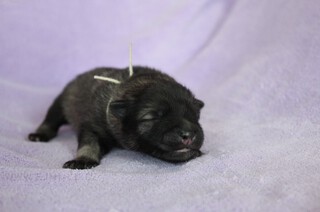 Ejmi-Lu Německ&yacute; &scaron;pic vlč&iacute; / Keeshond