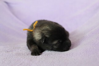 Ejmi-Lu Německ&yacute; &scaron;pic vlč&iacute; / Keeshond