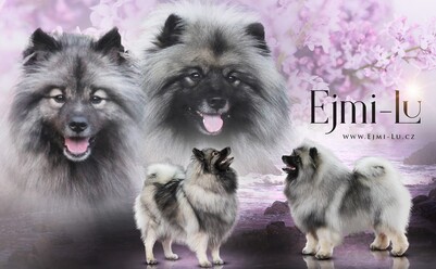 Ejmi-Lu Německ&yacute; &scaron;pic vlč&iacute; / Keeshond