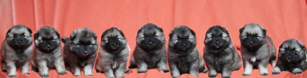 Ejmi-Lu Německ&yacute; &scaron;pic vlč&iacute; / Keeshond