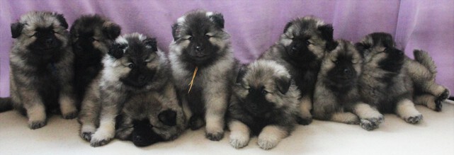 Ejmi-Lu Německ&yacute; &scaron;pic vlč&iacute; / Keeshond