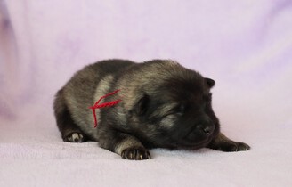 Ejmi-Lu Německ&yacute; &scaron;pic vlč&iacute; / Keeshond