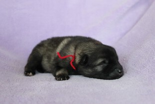 Ejmi-Lu Německ&yacute; &scaron;pic vlč&iacute; / Keeshond